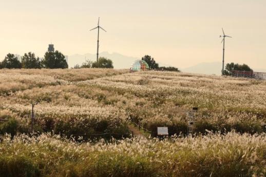 PHOTOS: Silver grass Festival at Haneul Park – Autumn blooms from a mountain of waste