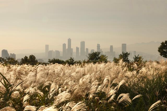 2025년 10월 21일 서울 마포구 하늘공원에서 열린 억새축제 AJP Han Jun-gu