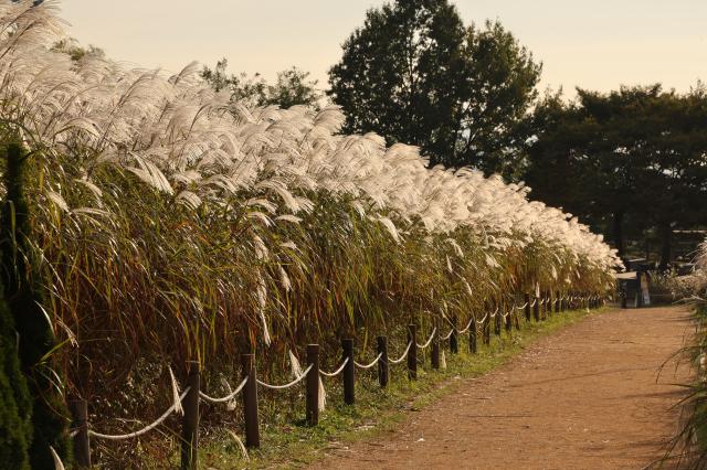 2025년 10월 21일 서울 마포구 하늘공원에서 열린 억새축제 AJP Han Jun-gu