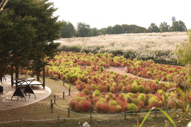 2025년 10월 21일 서울 마포구 하늘공원에서 열린 억새축제 AJP Han Jun-gu