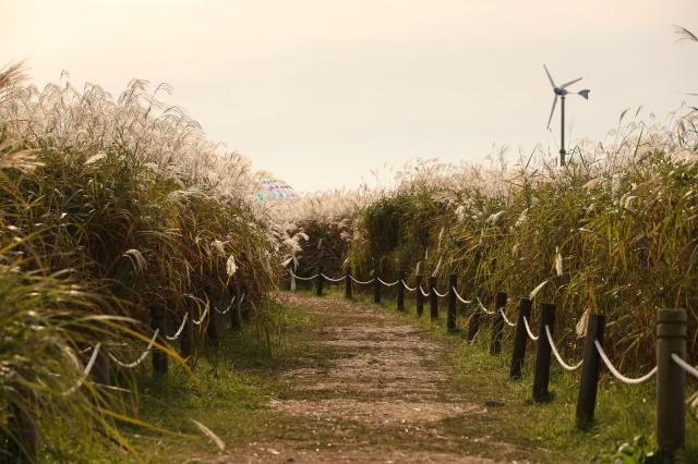2025년 10월 21일 서울 마포구 하늘공원에서 열린 억새축제 AJP Han Jun-gu