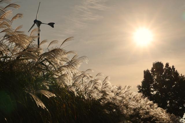 2025년 10월 21일 서울 마포구 하늘공원에서 열린 억새축제 AJP Han Jun-gu