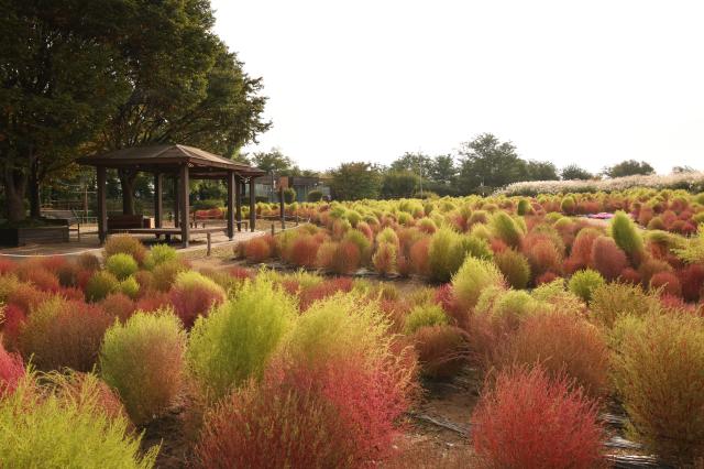 2025년 10월 21일 서울 마포구 하늘공원에서 열린 억새축제 AJP Han Jun-gu