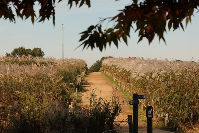 2025년 10월 21일 서울 마포구 하늘공원에서 열린 억새축제 AJP Han Jun-gu