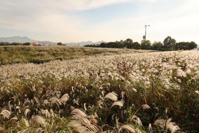 2025년 10월 21일 서울 마포구 하늘공원에서 열린 억새축제 AJP Han Jun-gu