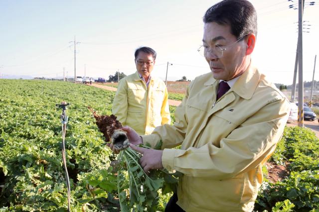 권익현 부안군수가 29일 가을장마로 병해충 피해를 입은 무 재배농가를 찾아 피해현황을 점검하고 있다사진부안군