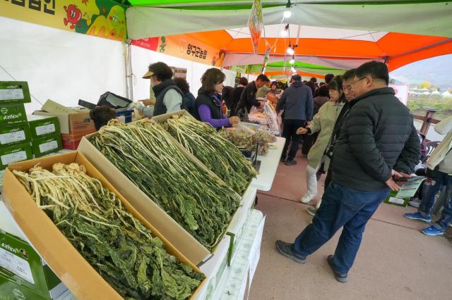 2024 청춘양구 펀치볼 시래기사과 축제 모습사진양구군