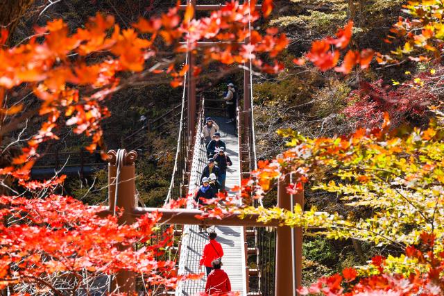 오색령 단풍 사진양양군