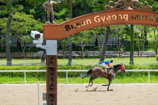 렛츠런파크 부경, 11월 10일간 74개 경주 편성