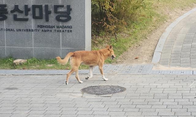 서울대 풍산마당에서 목격된 들개 사진연합뉴스