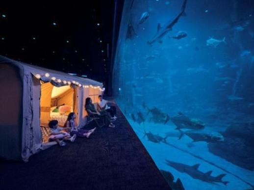 [NNA] 센토사섬 수족관에서 하룻밤, 특별한 숙박 체험