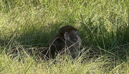 [종합] 다카이치 미·일 새 황금기 만들 것...日언론 트럼프와 회담, 정권 기반 강화 도모