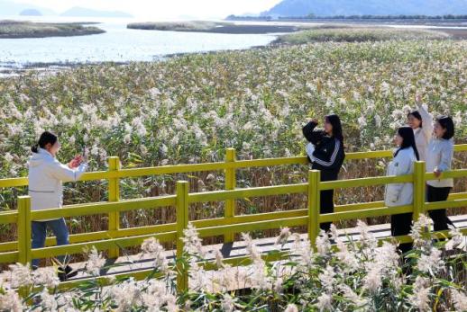 제10회 강진만 춤추는 갈대축제 19만명 북적북적