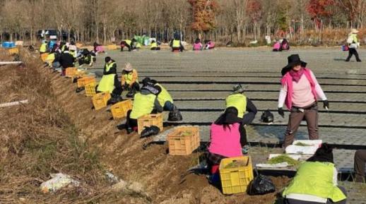 대구시·농협, 영농철 맞아 군위군에서 나눔의 땀방울 양파 농가에 전해