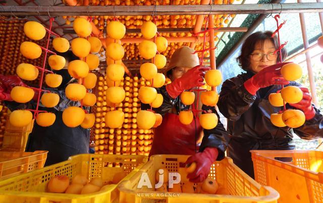 상주 곶감 작업 AJP Yoo Na-hyun