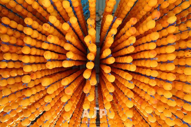 PHOTOS: Dried persimmons from Sangju — taste of centuries