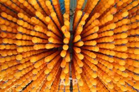 PHOTOS: Dried persimmons from Sangju — taste of centuries