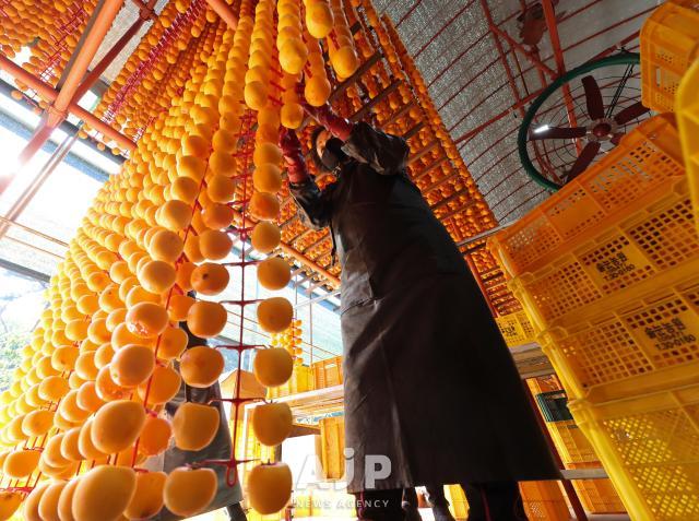 상주 곶감 작업 AJP Yoo Na-hyun