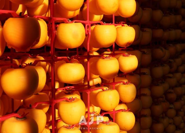 상주 곶감 작업 AJP Yoo Na-hyun