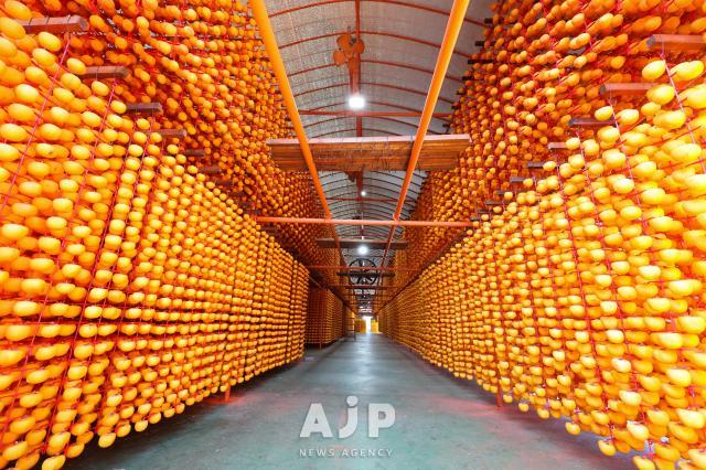 상주 곶감 작업 AJP Yoo Na-hyun