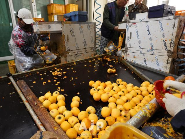 상주 곶감 작업