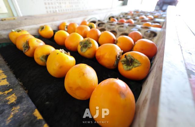 상주 곶감 작업