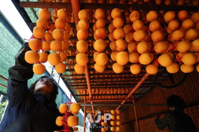 상주 곶감 작업