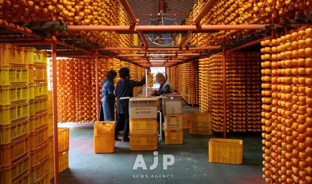 상주 곶감 작업