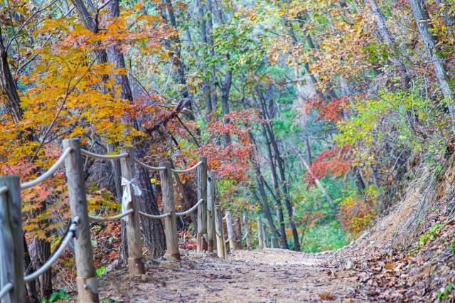 국립양평치유의숲 사진경기관광공사