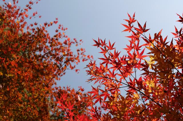 Dream Park in Incheon Nov 5 2025 AJP Han Jun-gu