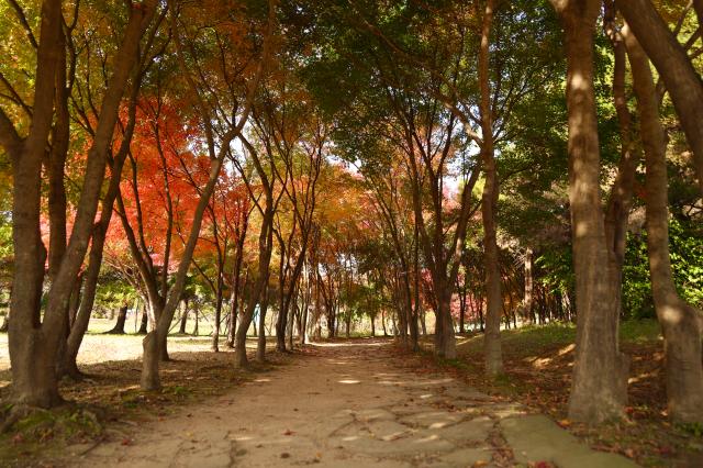 Dream Park in Incheon Nov 5 2025 AJP Han Jun-gu