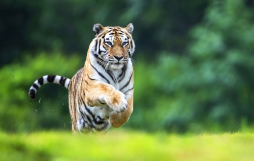 잘 가, 한청아... 최고령 백두산호랑이의 마지막 밤