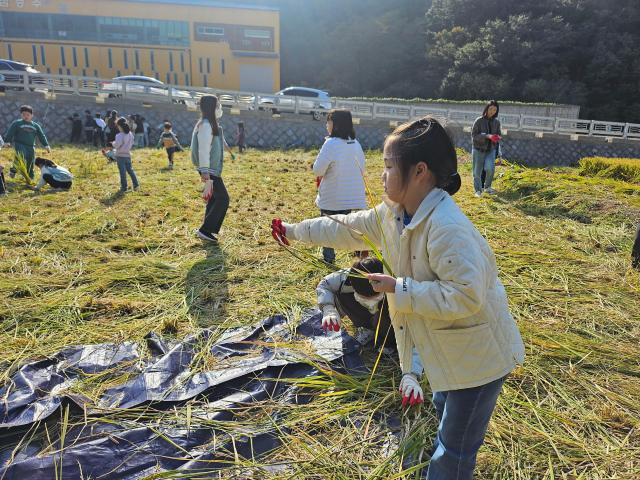 울릉군 저동초 3학년 이채원 어린이가 벼 껍질을 벗겨내는 체험을 하고 있다사진안경호 기자