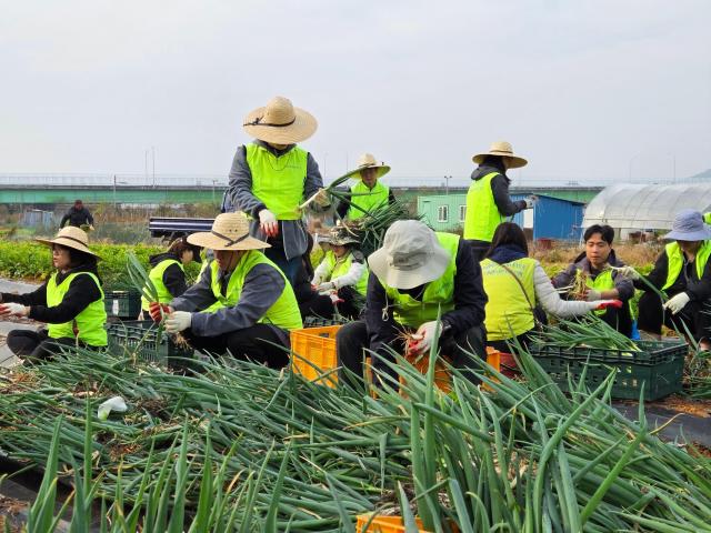 NH농협은행 개인디지털금융부문 임직원들이 경기 김포시 소재 무·대파 농가를 방문해 일손돕기를 하고 있는 모습 사진농협은행
