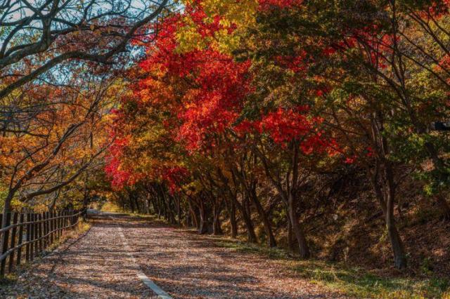 무등산 산책로를 물들인 단풍의 모습 사진광주시