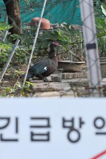 경기 화성 육용종계 농장서 H5형 조류인플루엔자 확인