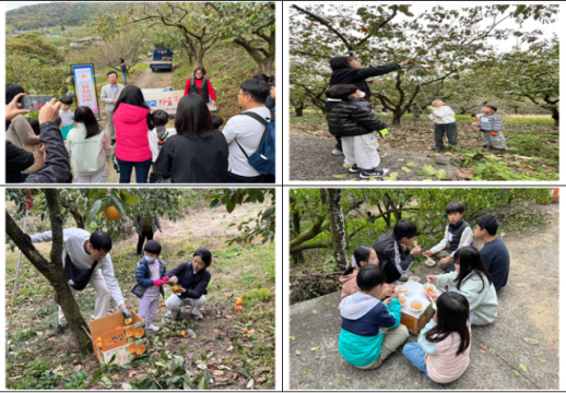 순천시 월등초, 감성 가득한 하루... 감 따기 체험