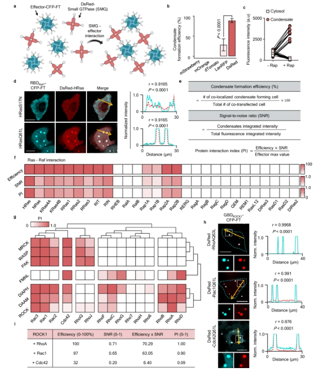 KAIST–Johns Hopkins team uncovers how cancer cells choose their own moving path