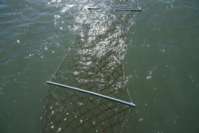 때 이른 황백화에 서천 김 양식 비상사진서천군