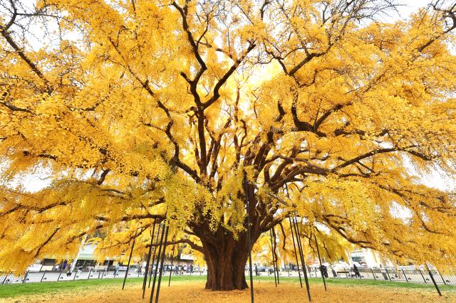 PHOTOS: Ancient ginkgo trees enduring centuries