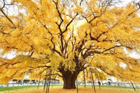 PHOTOS: Ancient ginkgo trees enduring centuries