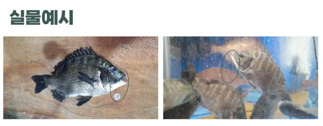 사진두루소프트