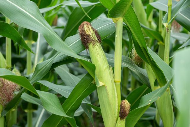 옥수수 사진게티이미지뱅크