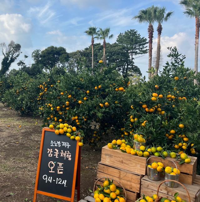 대명소노그룹 소노인터내셔널이 운영하는 소노캄 제주가 감귤 체험농장 패키지 상품을 출시하고 오는 12월까지 운영한다고 13일 밝혔다 사진대명소노그룹