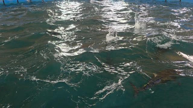 13일 방문한 국립수산과학원 아열대수산연구소 양식동 사진김유진기자