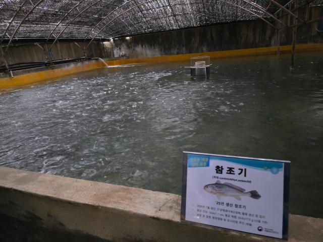 효림수산에서 양식 중인 참조기 사진김유진 기자