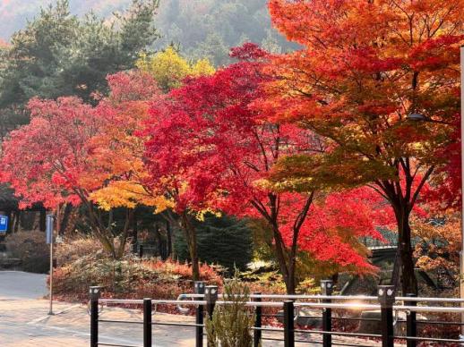 가을빛에 물든 성주봉자연휴양림