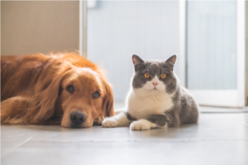 Korea weighs standardized vet fees to address runaway inflation in pet care