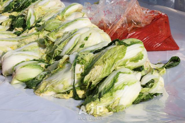17일 서울 송파구 가락몰에서 열린 2025 가락시장 김장나눔 시민대축제에 절인 배추가 놓여 있다 AJP Yoo Na-hyun