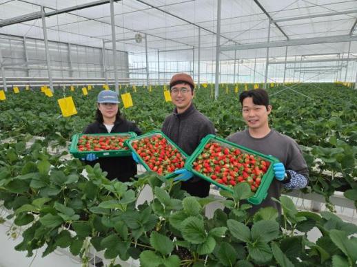 경북도 내 첫 수출 스타트 상주딸기 베리굿!